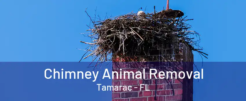 Chimney Animal Removal Tamarac - FL