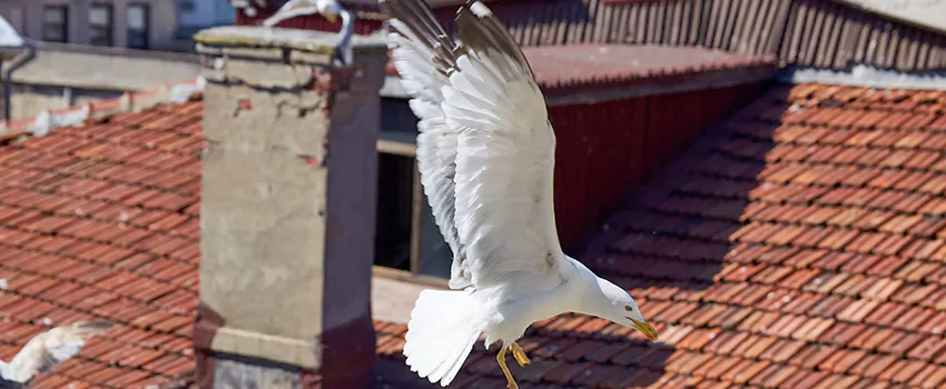 Residential Chimney Animal Removal Solution in Tamarac, FL